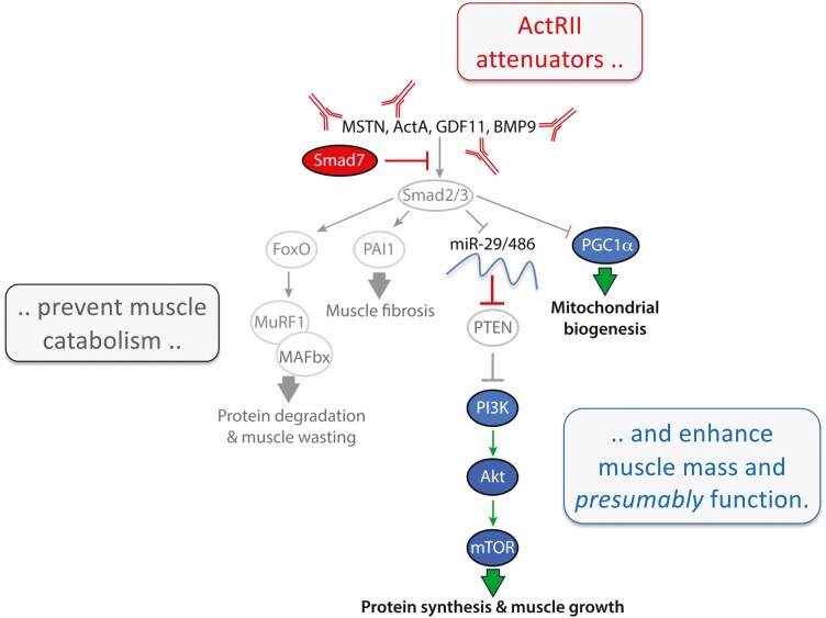 Graphical Abstract