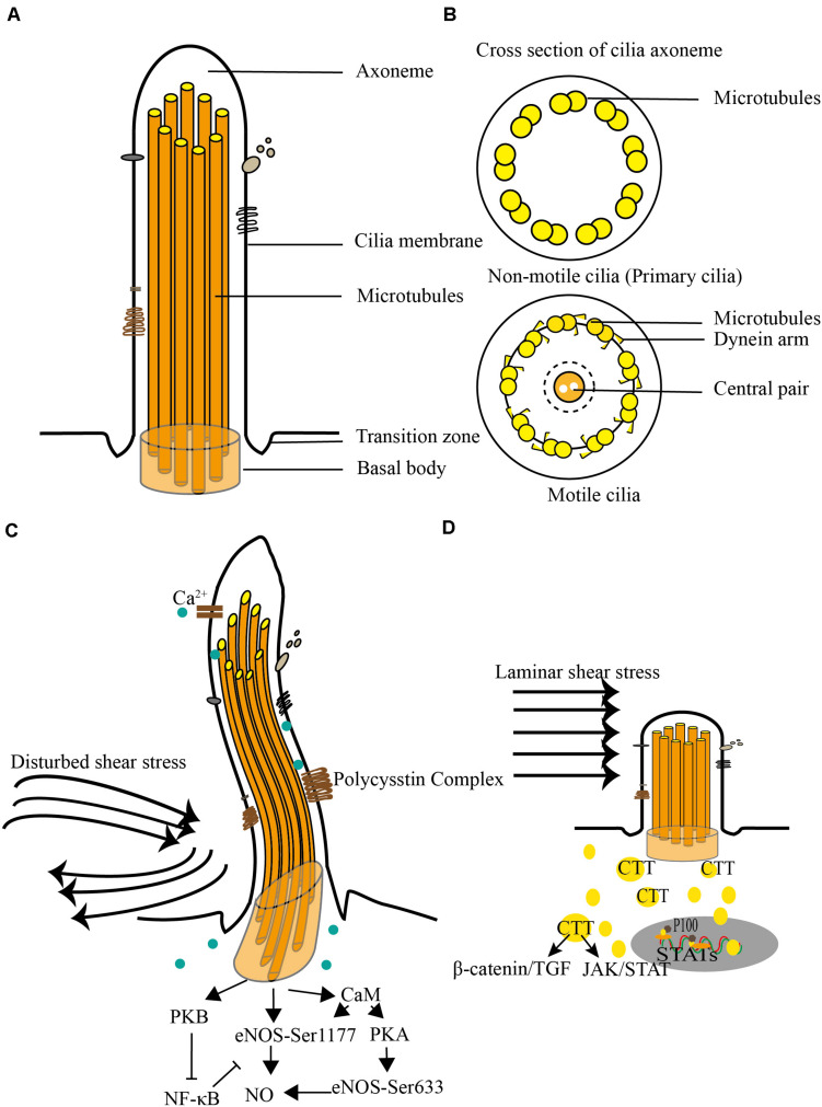 FIGURE 1