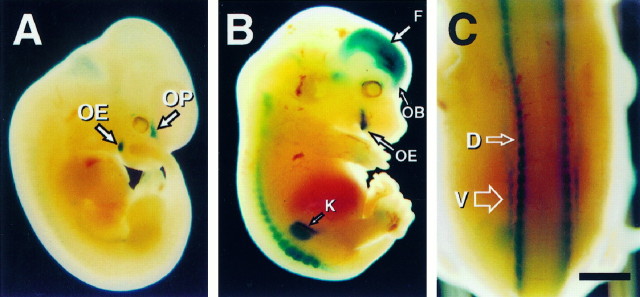 Fig. 7.