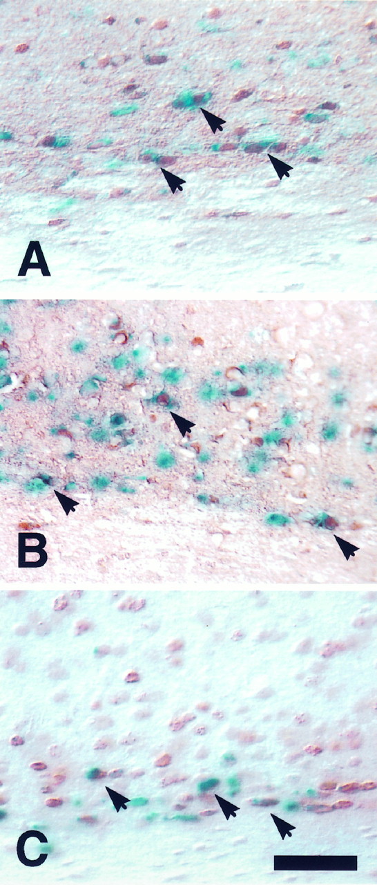 Fig. 11.