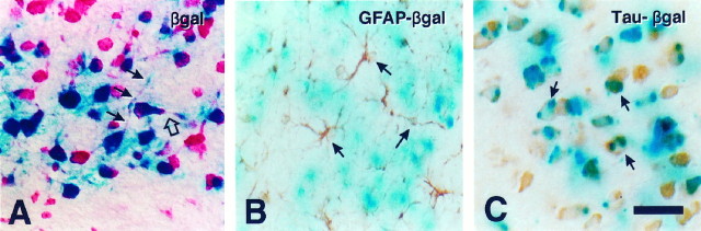 Fig. 10.