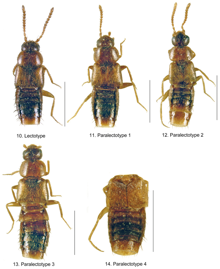 Figures 10–14.