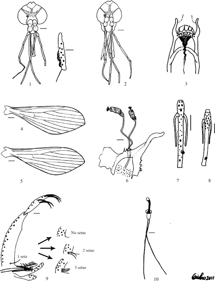 Lutzomyia (Helcocyrtomyia) tolimensis