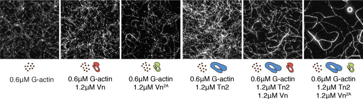 Figure 2—figure supplement 3.