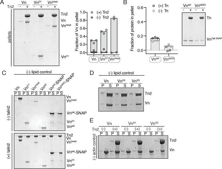 Figure 5—figure supplement 1.