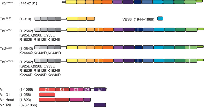 Figure 3—figure supplement 1.