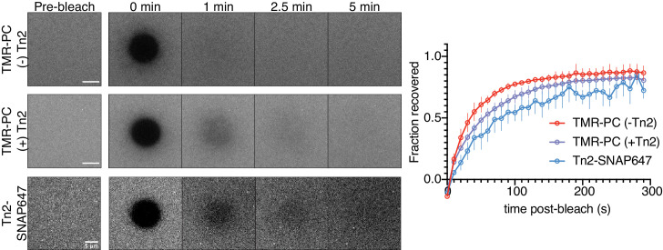 Figure 6—figure supplement 2.