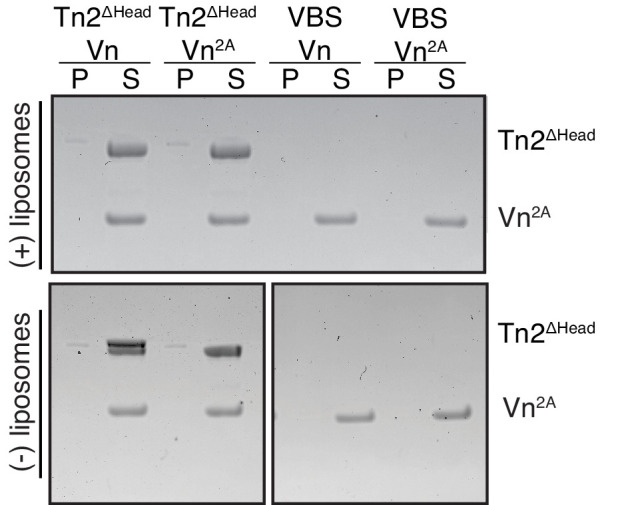 Figure 4—figure supplement 1.