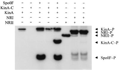 FIG. 5