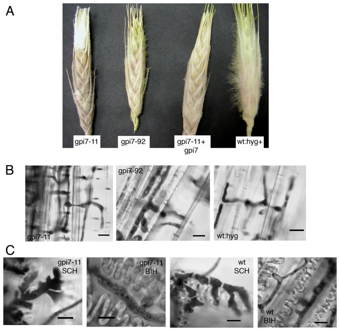 Figure 7