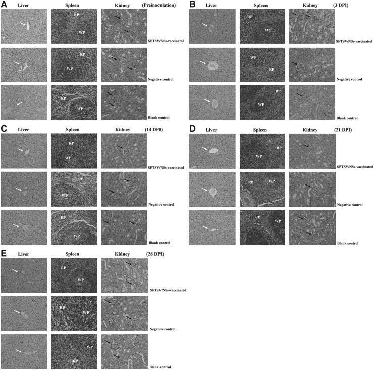 FIG. 7.