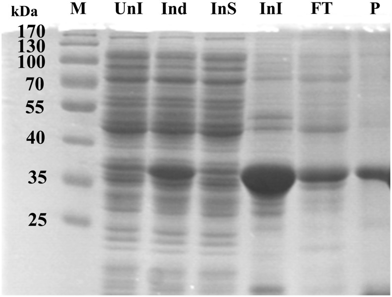 FIG. 1.