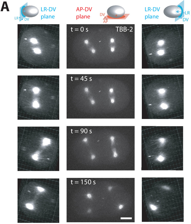 Figure 3—figure supplement 2.