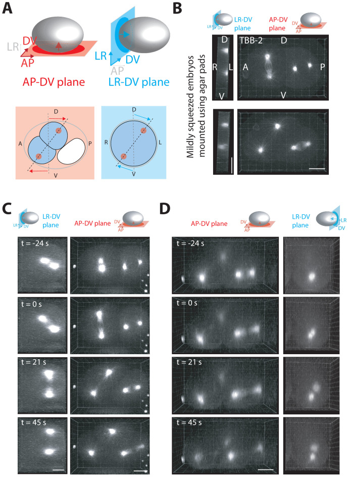 Figure 3—figure supplement 1.