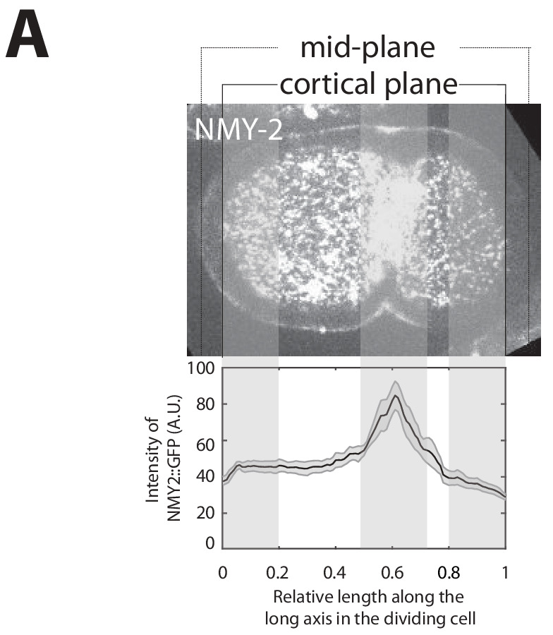 Figure 1—figure supplement 6.