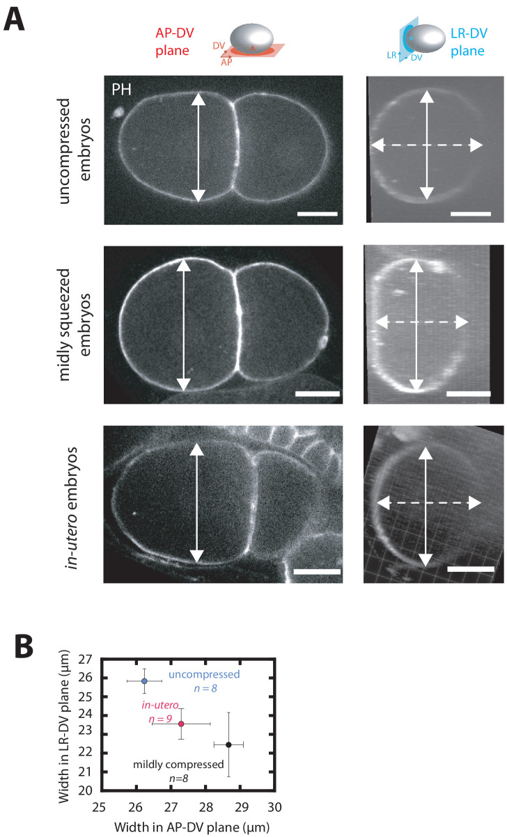 Figure 1—figure supplement 1.