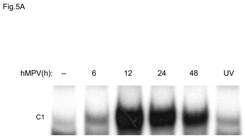 Fig. 5