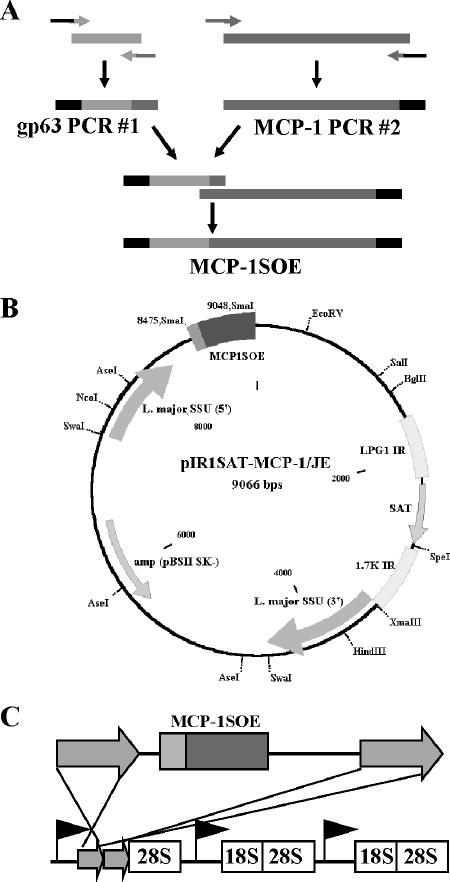 FIG. 1.