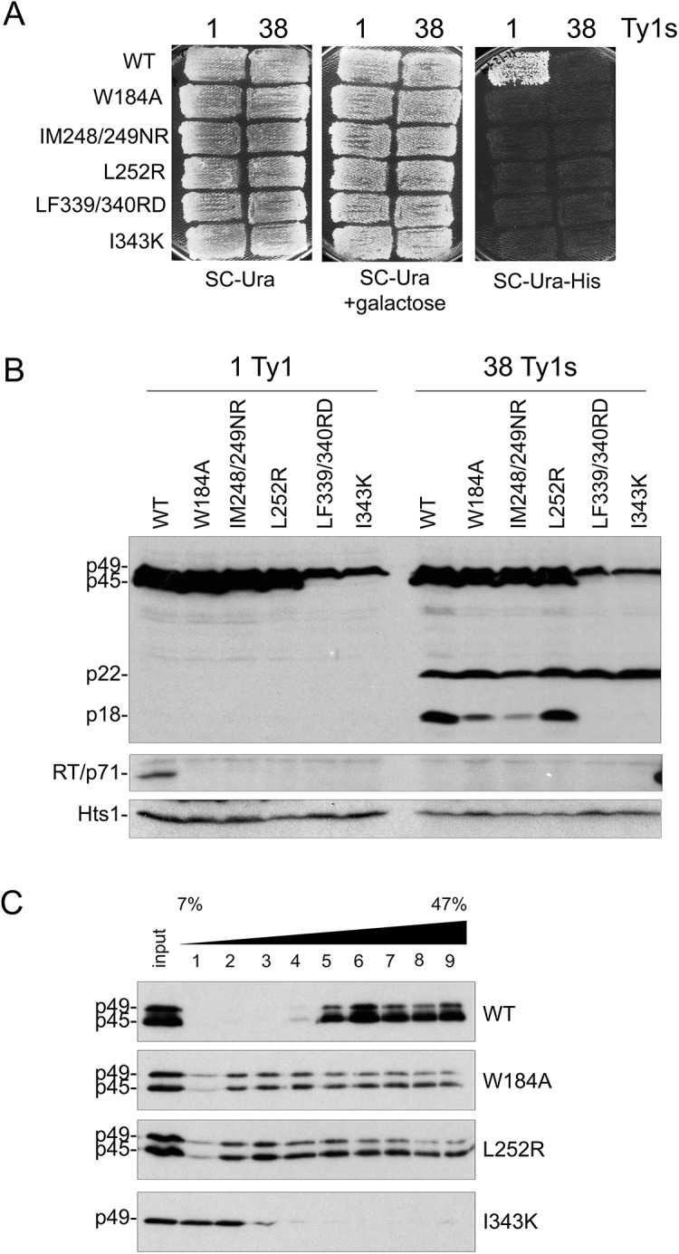 Fig 4