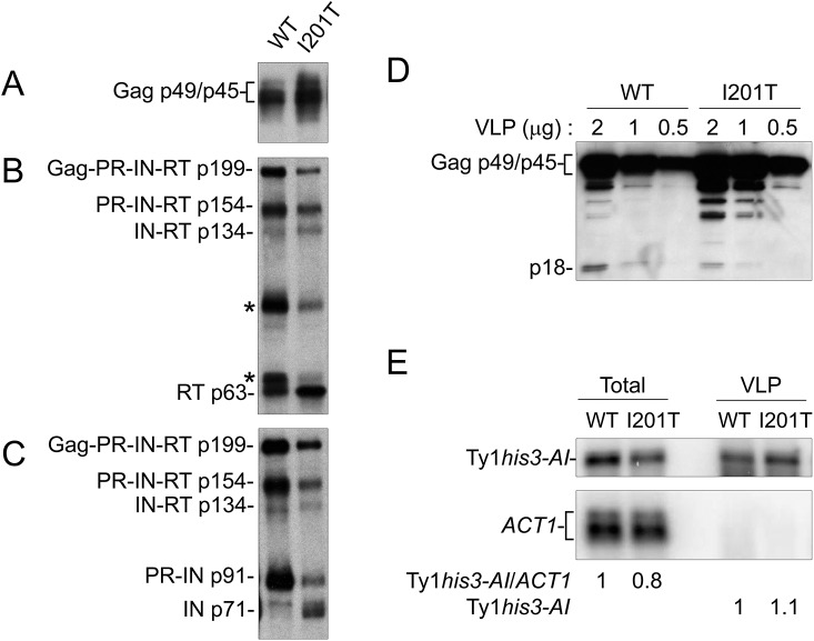 Fig 6