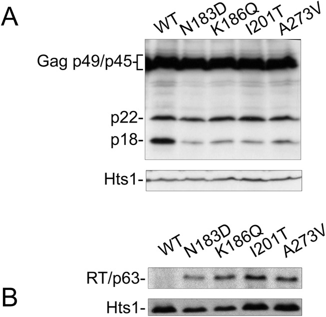 Fig 5