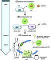 Fig. 1