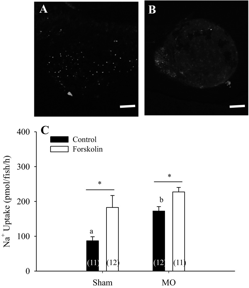 Fig. 6.