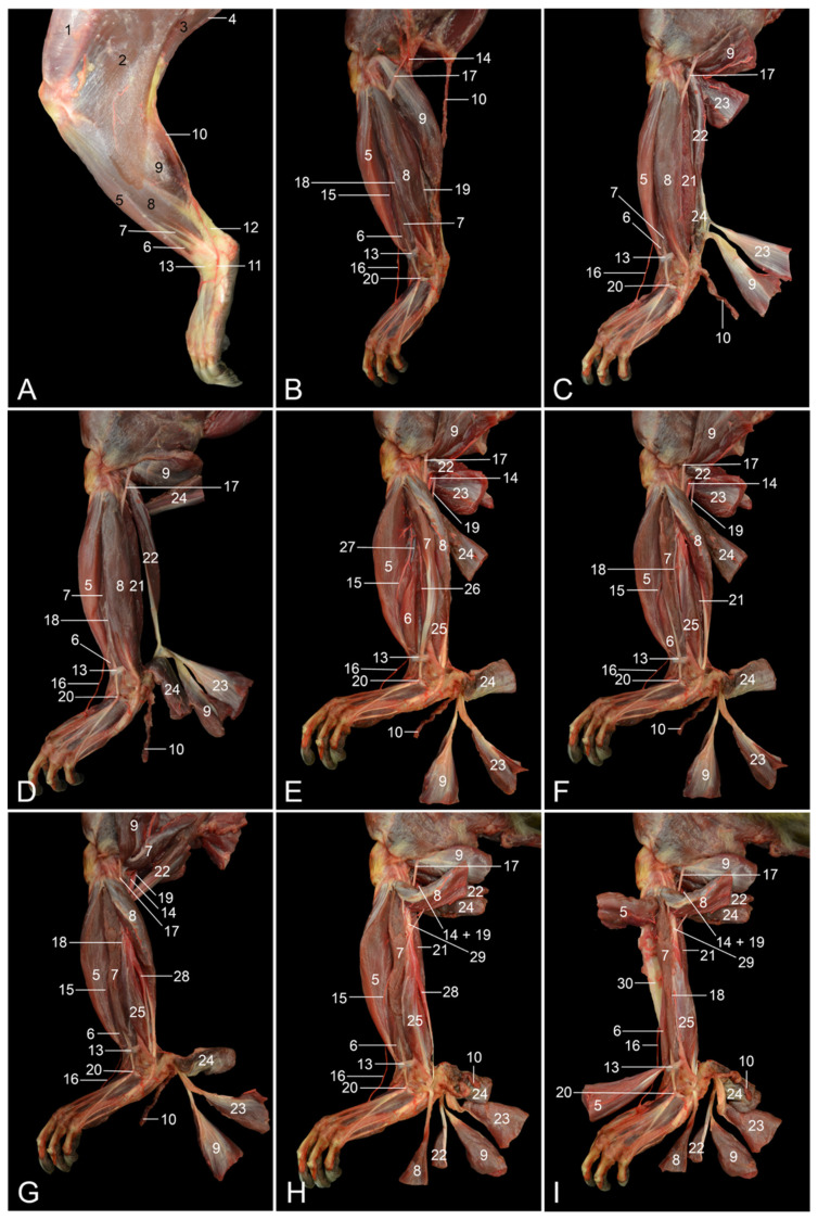 Topographical Anatomy of the Rhesus Monkey (Macaca mulatta)—Part II ...