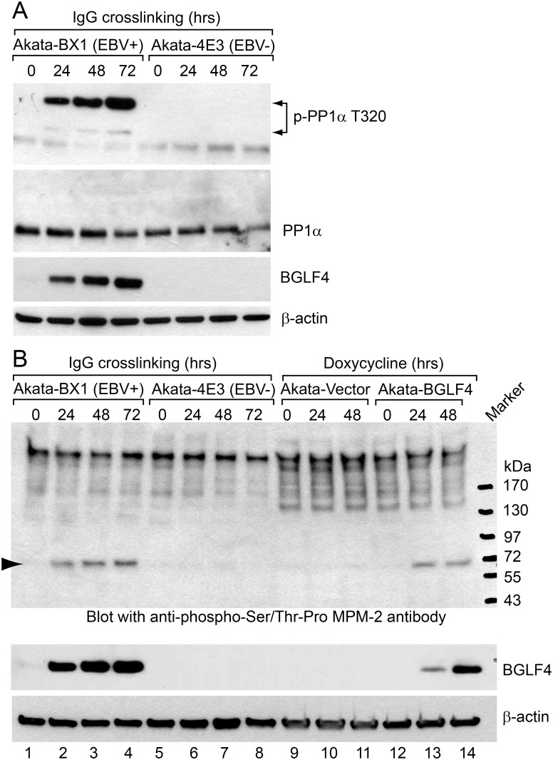 Fig 7