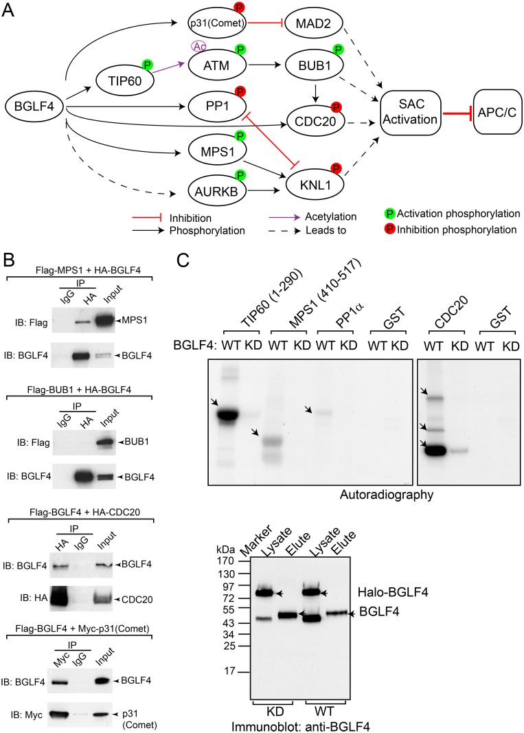 Fig 6