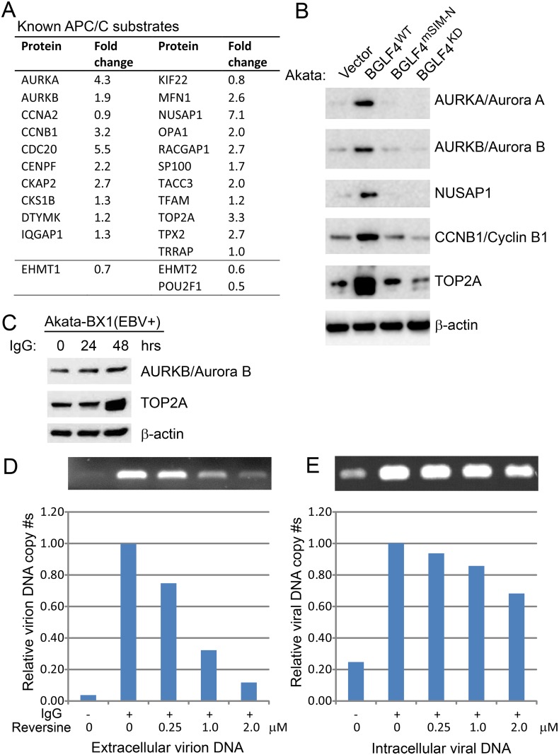 Fig 8