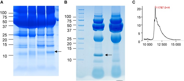 FIGURE 6