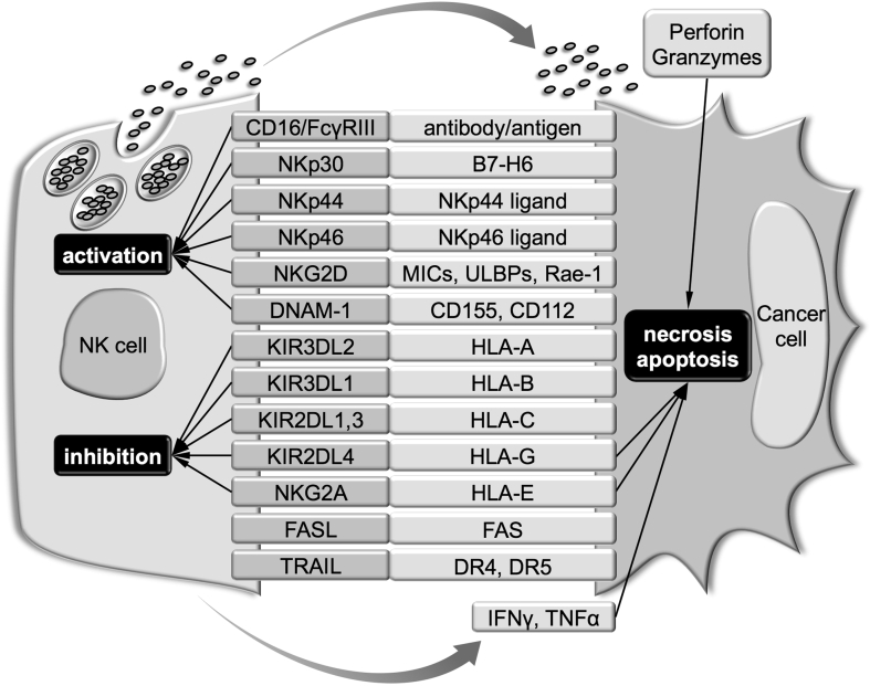 Fig. 2