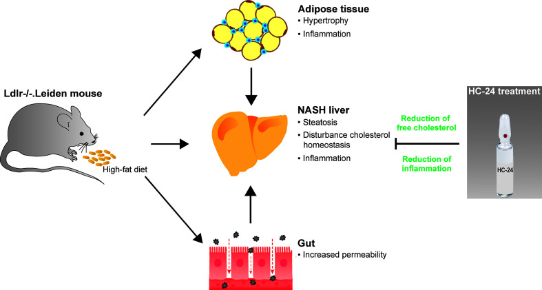 Graphical Abstract