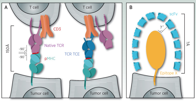 Figure 3. Orchestration of the T-cell synapse centers around the native TCR that binds to the target cell pHLA in a canonical fashion. TCR TCEs are designed to recreate this optimized synapse, including binding conformation, geometry, and distance (A). Antibody TCE binds surface proteins and may not recreate the canonical T-cell synapse (B).