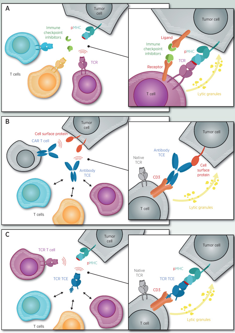 Figure 1. Immune checkpoints block inhibitory receptors on tumors or T cells resulting in activation of tumor-specific T cells (A). Antibody-based TCE or antibody-modified adoptive T-cell (CAR-T) target cell surface proteins on cancer cells (B). T-cell receptor-based TCE or TCR-modified adoptive T cells (TCR-T) target peptide-HLA on cancer cells (C).