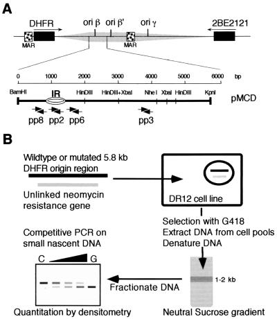 FIG. 1