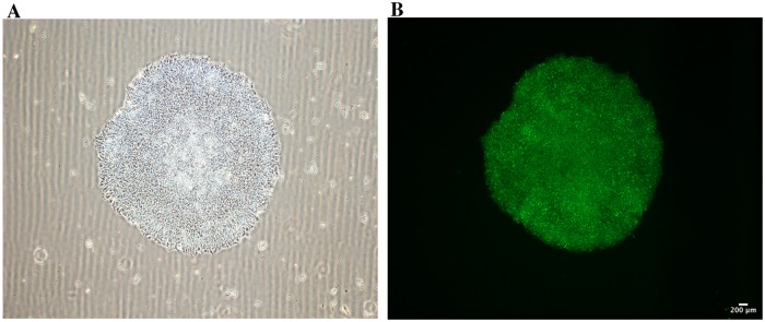 Fig 2