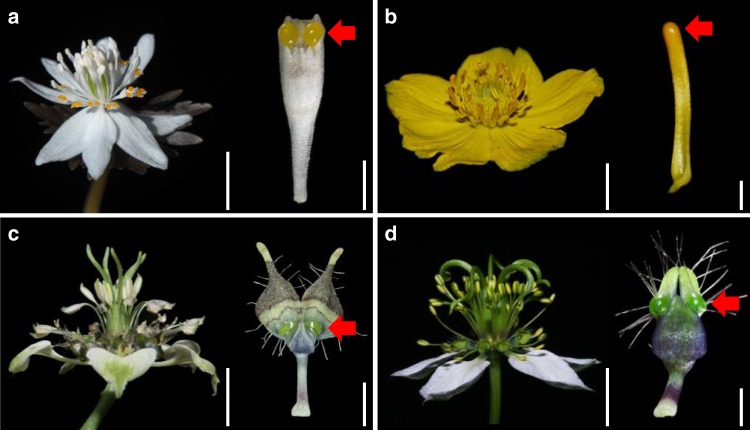 Fig. 1