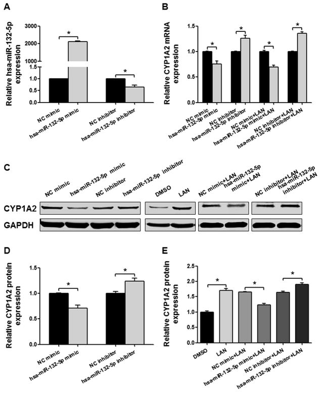 The expression, induction and pharmacological activity of CYP1A2 are ...