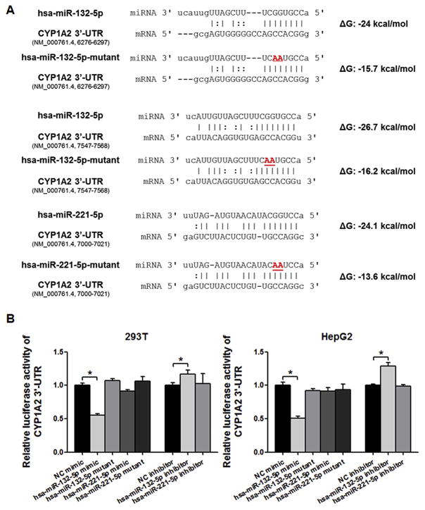 The expression, induction and pharmacological activity of CYP1A2 are ...