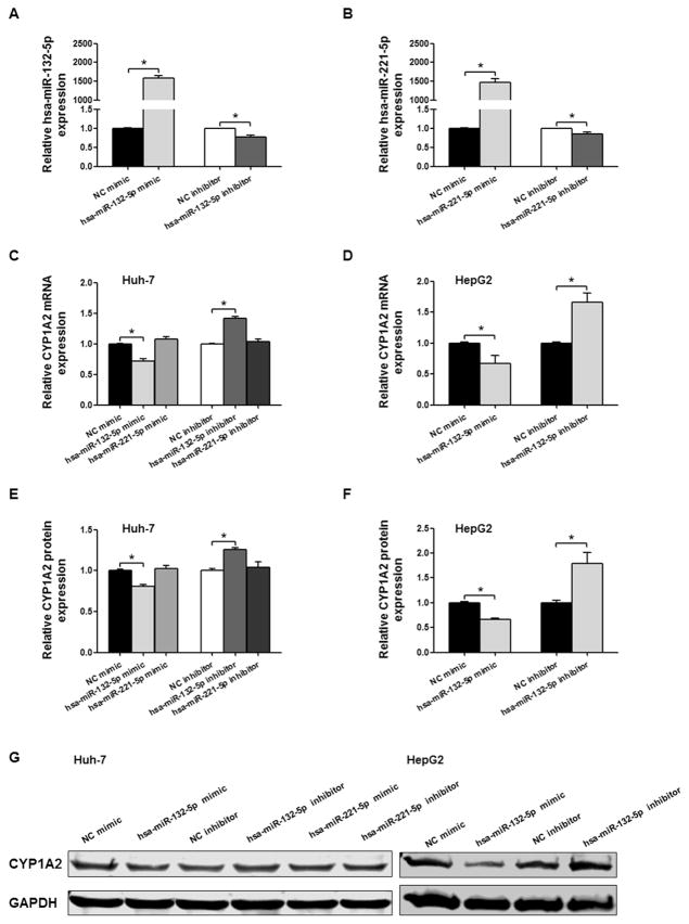 The expression, induction and pharmacological activity of CYP1A2 are ...