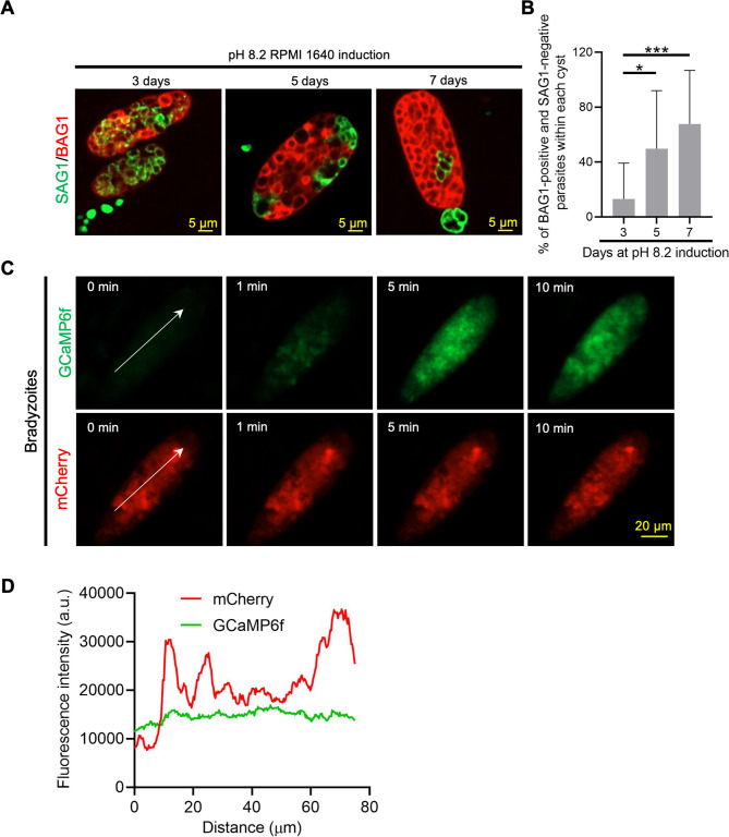 Figure 3—figure supplement 1.