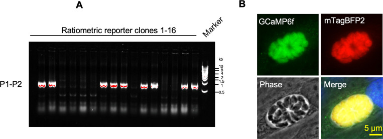 Figure 6—figure supplement 1.