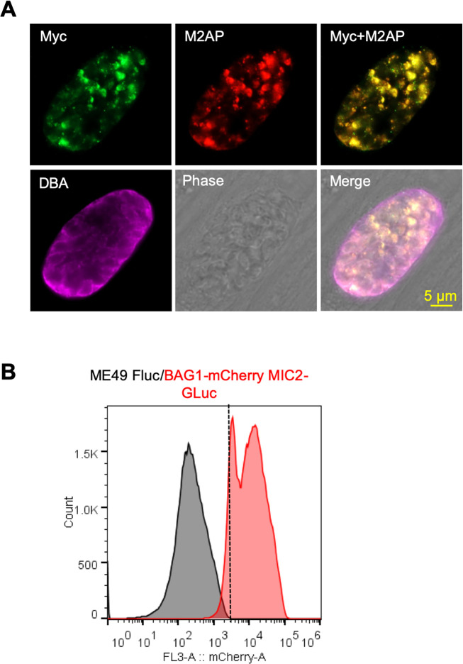 Figure 2—figure supplement 1.