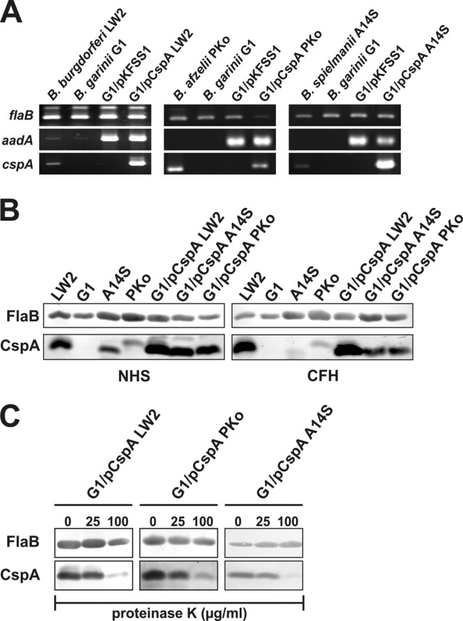 FIG 1