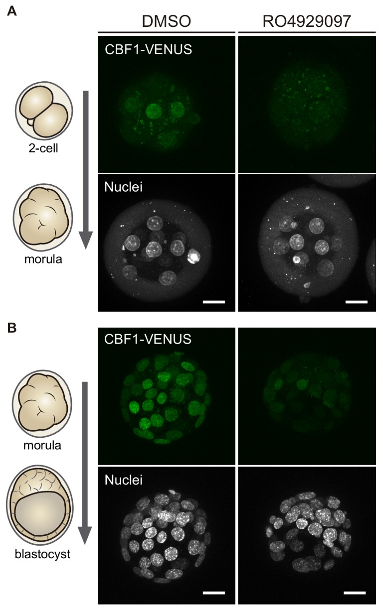 Figure 2—figure supplement 1.