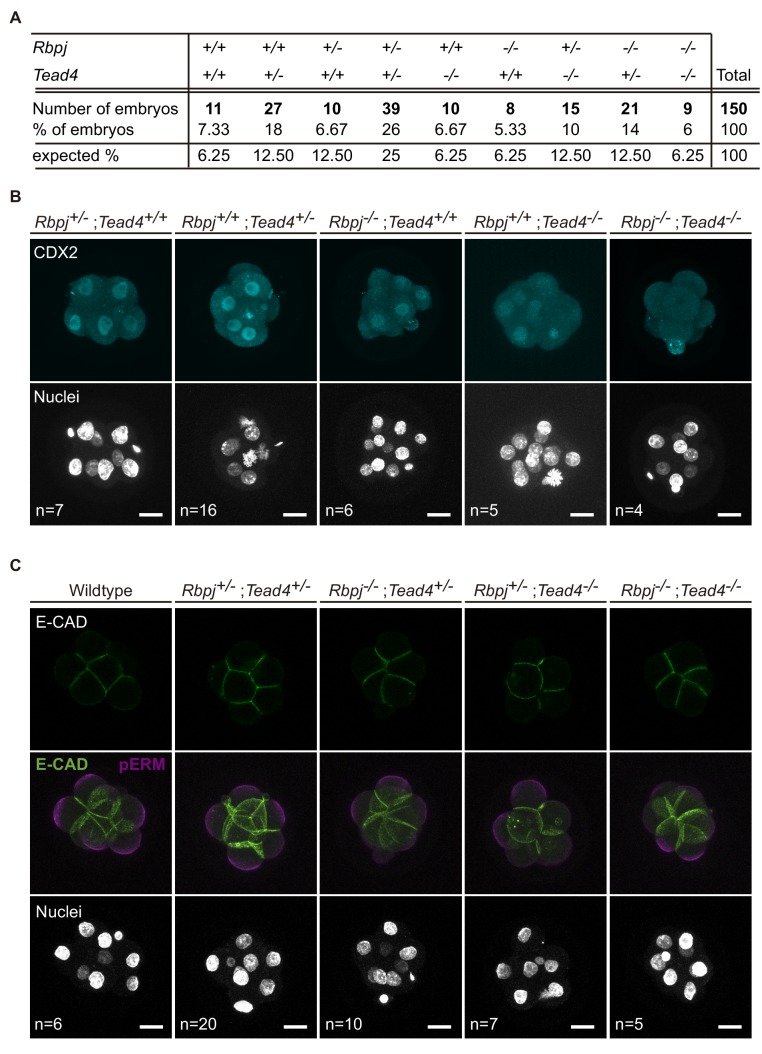 Figure 1—figure supplement 1.