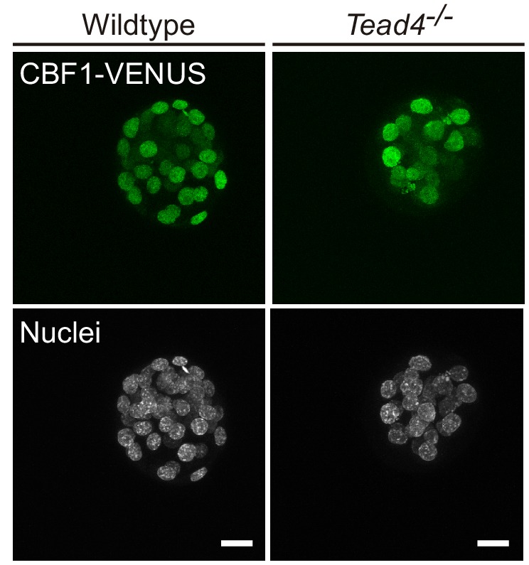 Figure 1—figure supplement 4.