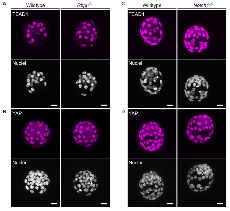 Figure 1—figure supplement 3.